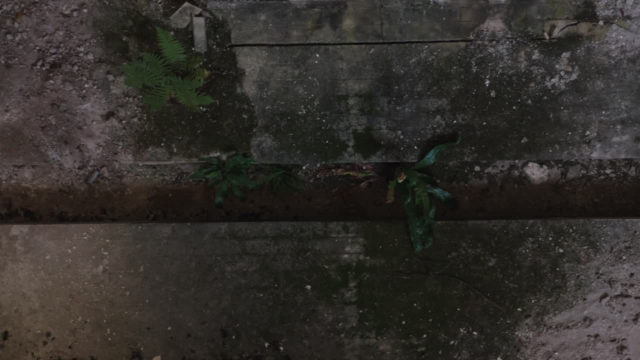 Concrete and Plant Textures