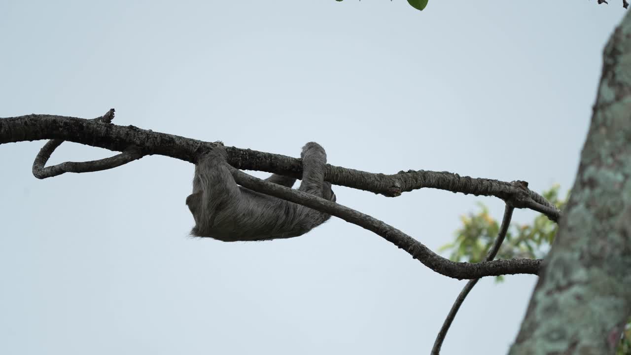 Three Clawed Sloth Climbing Along Branch