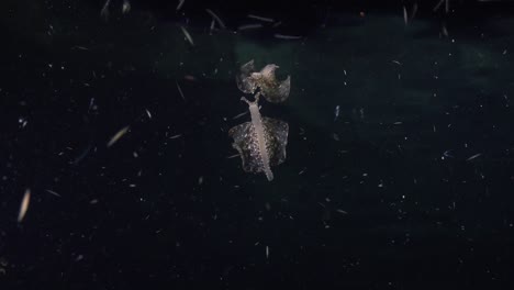 A-sea-hare-swimming-under-the-surface-at-night-with-it's-body-reflected-by-the-water-surface