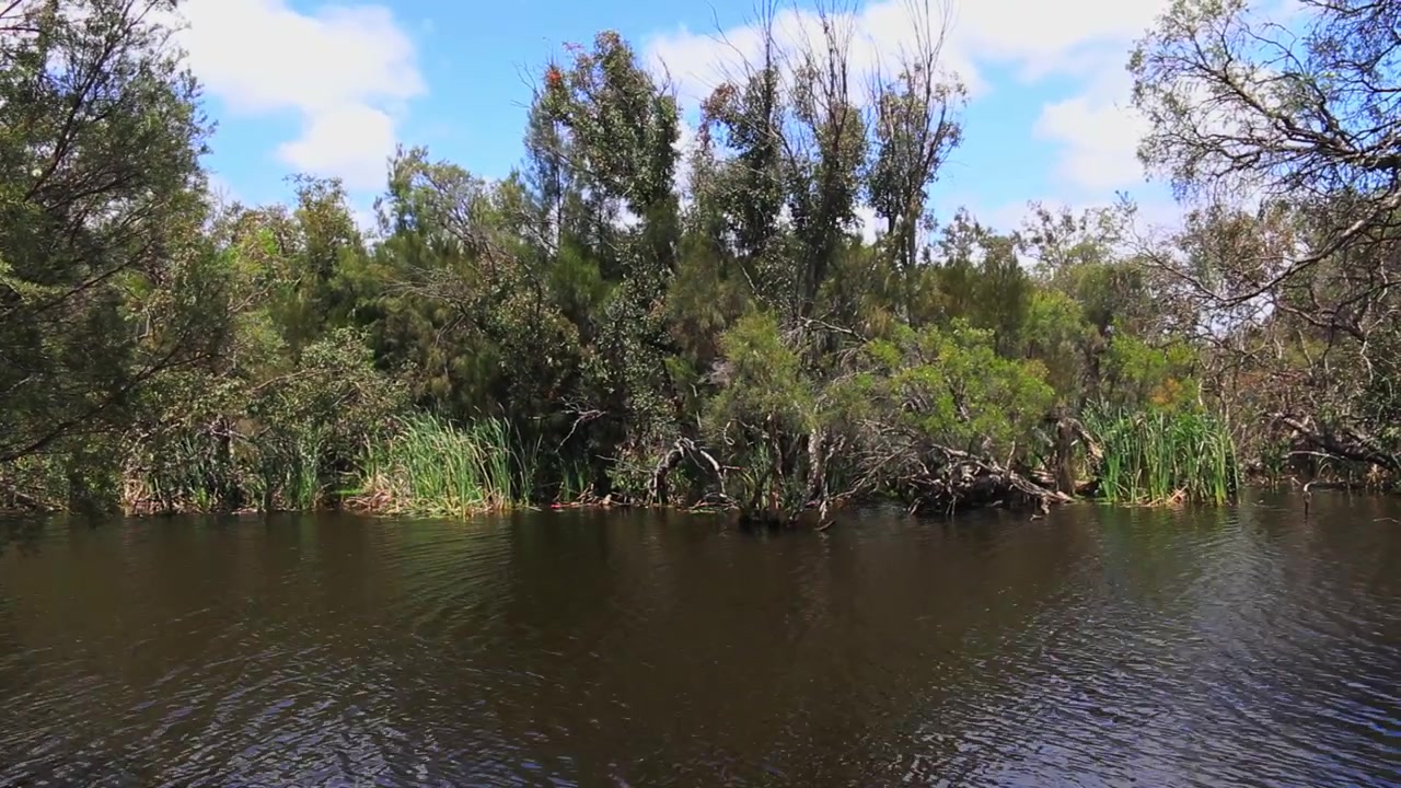 Scena fluviale, fiume che scorre con alberi sullo sfondo.