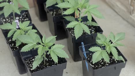 multiple young recreational cannabis planted in homegrown plantation