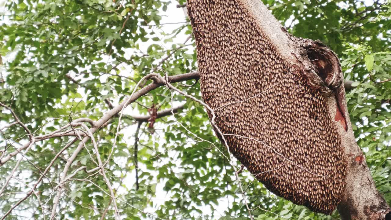 Large Bee Colony on a Tree Trunk