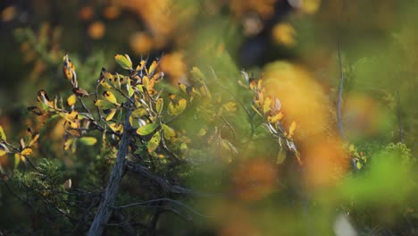 arbustos bajos y árboles de hoja perenne en la tundra de otoño