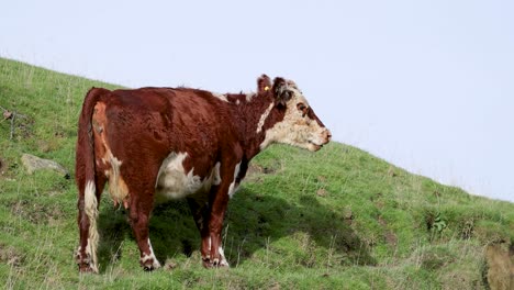 a hereford cow stands on a grassy hillside in kinloch, new zealand, under bright daylight, showcasing serene rural life