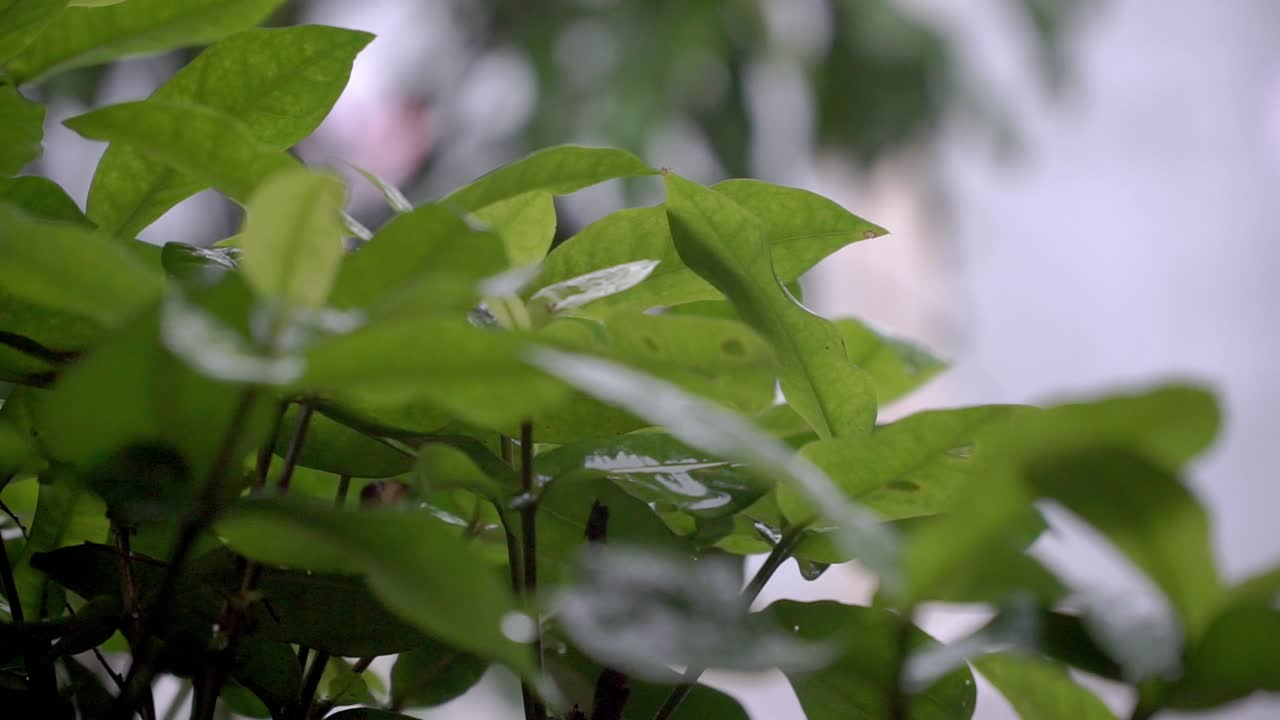 gotas de lluvia hojas verdes húmedas durante las fuertes lluvias