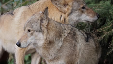 El-Lobo-(Canis-Lupus),-También-Conocido-Como-Lobo-Gris,-Es-El-Miembro-Más-Grande-De-La-Familia-Canidae.-Los-Lobos-Son-El-Miembro-Salvaje-Más-Grande-De-La-Familia-De-Los-Perros.