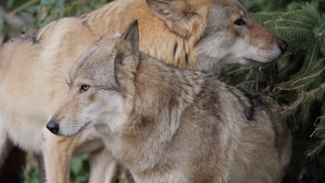 el lobo (canis lupus), también conocido como el lobo gris, es el miembro más grande existente de la familia de los canidos. los lobos son el miembro salvaje más grande de la familia de los perros.