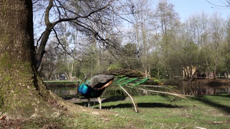 parque tranquilo con hermoso pájaro pavo real comiendo hierba en el prado cerca del canal de agua y árboles viejos