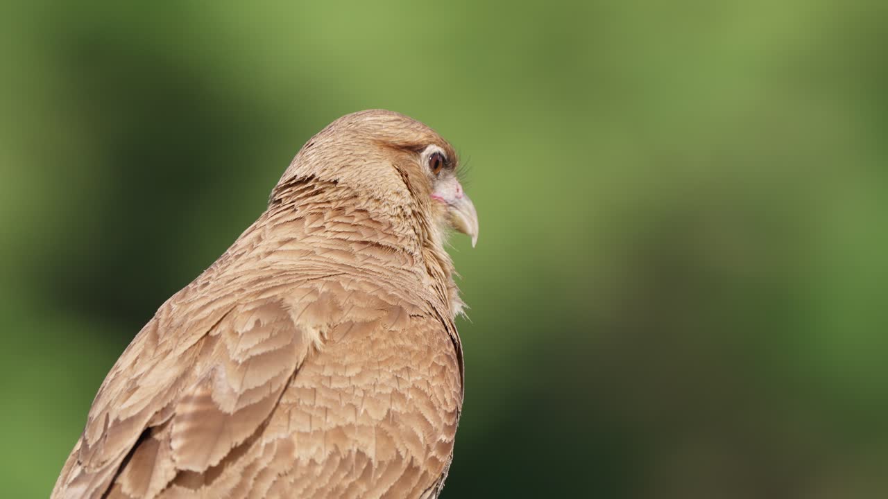 Telephoto zoom in shot of a wild chimango caracara bird of prey idling stationary while turning its head around observing its surrounding, waiting for potential prey against foliage background