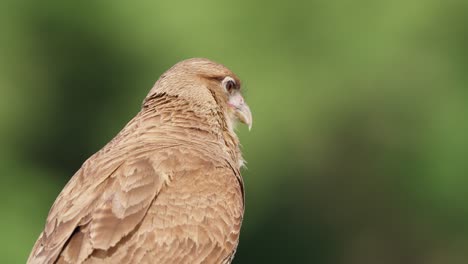 Telephoto-zoom-in-shot-of-a-wild-chimango-caracara-bird-of-prey-idling-stationary-while-turning-its-head-around-observing-its-surrounding,-waiting-for-potential-prey-against-foliage-background