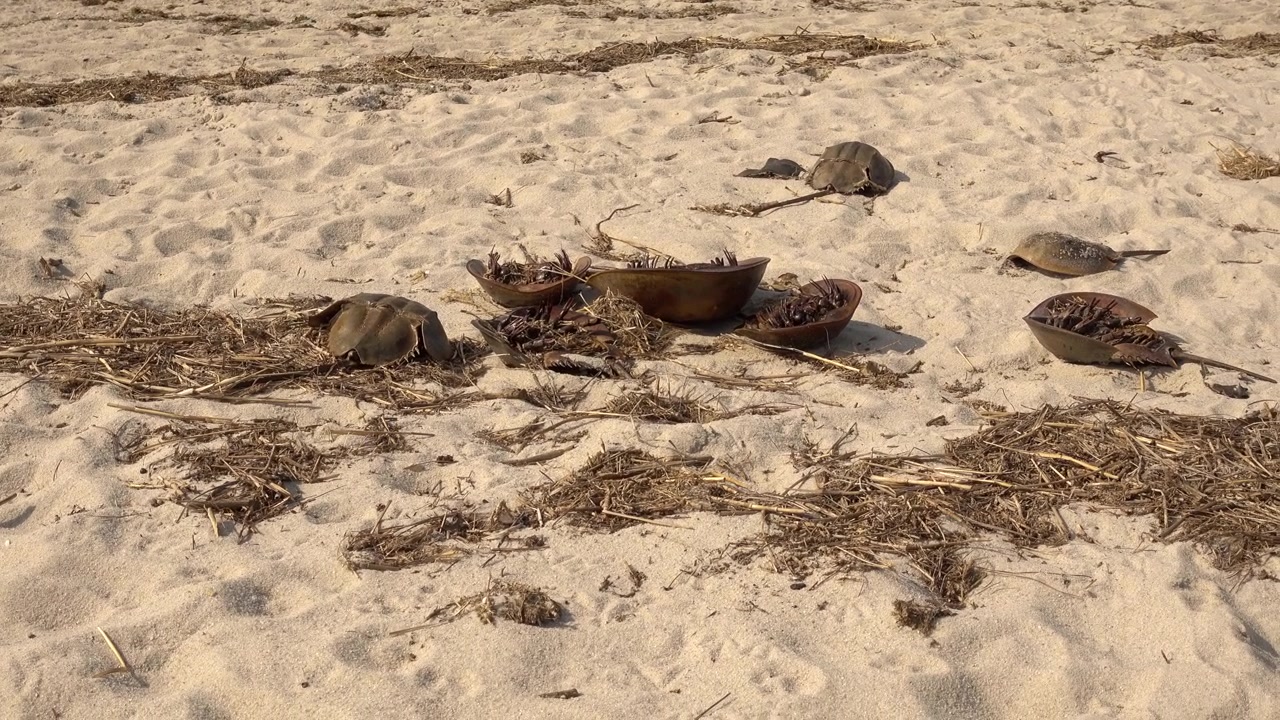 The remains of dead horseshoe crabs scattered on a beach.