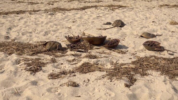 The remains of dead horseshoe crabs scattered on a beach.