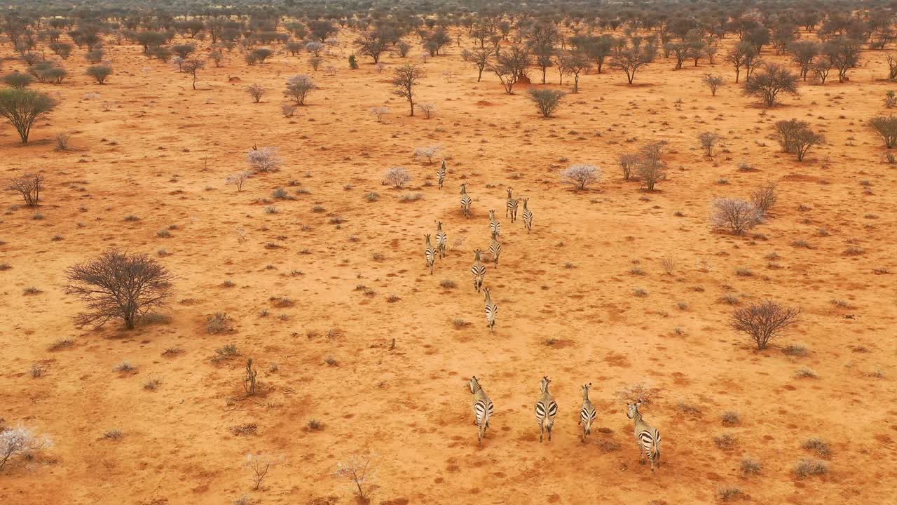 excelente antena de vida silvestre de cebras corriendo en las llanuras de áfrica parque erindi namibia 7