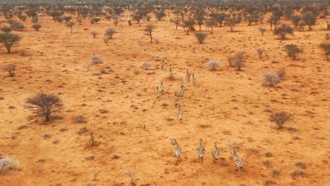 Excelente-Antena-De-Vida-Silvestre-De-Cebras-Corriendo-En-Las-Llanuras-De-África-Erindi-Park-Namibia-7