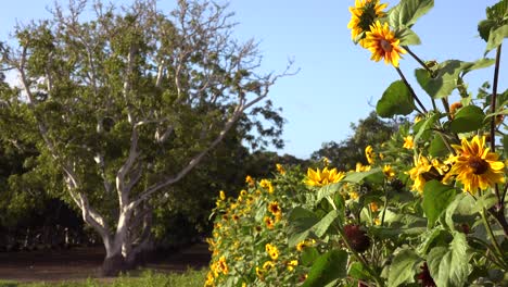 sunflowers grow in a field with walnut trees suggesting farms ranches and beauty