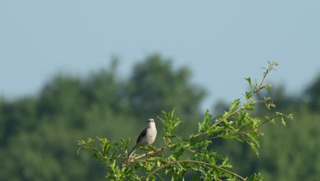 un mockingbird del norte encaramado en una rama y cantando en el sol de verano