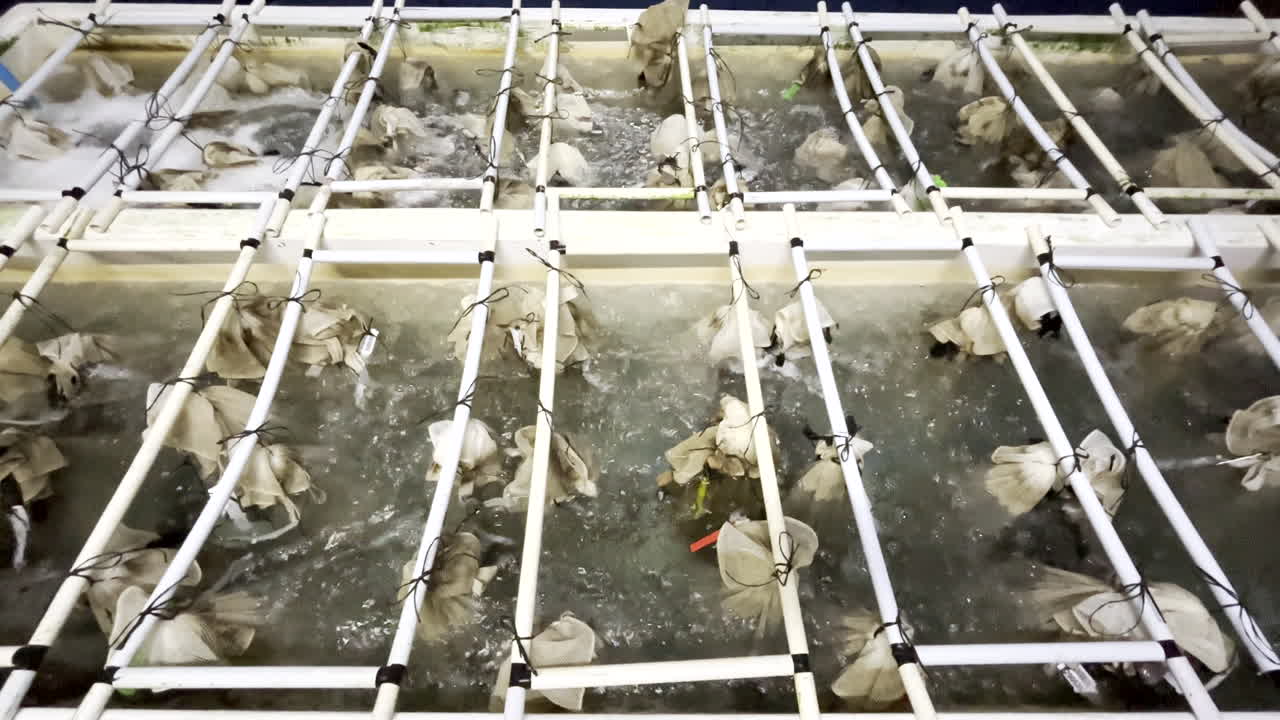 Seeohren in weißen Netzbeuteln in sprudelnden Becken auf einer Aquafarm, bereit für den Export