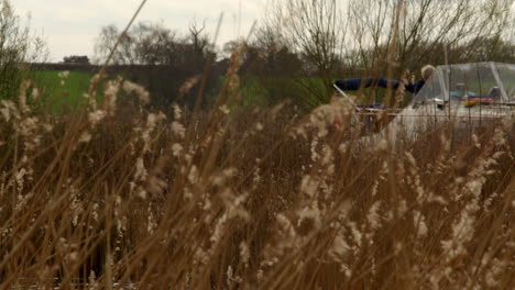 looking through reeds with greenfield in background with a passing boards cruiser boat on the river ant at the norfolk broads