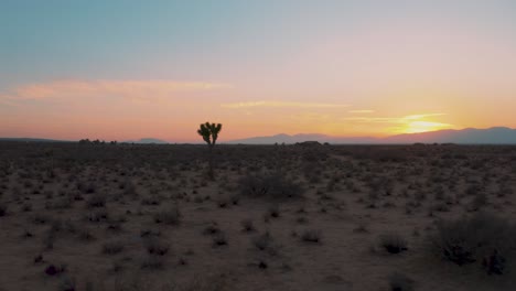 volando bajo a través del desierto de mojave pasando el árbol de joshua al atardecer o al amanecer, aéreo