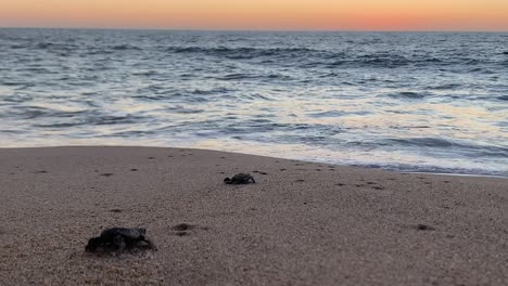 leatherback turtle hatchlings crawling to the sea