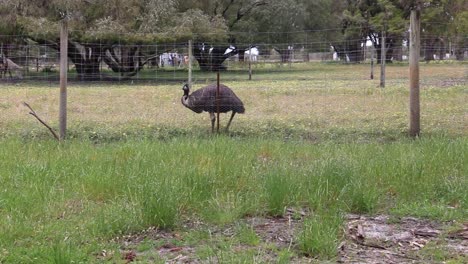 emu australiano caminando por un campo, escena de granja rural