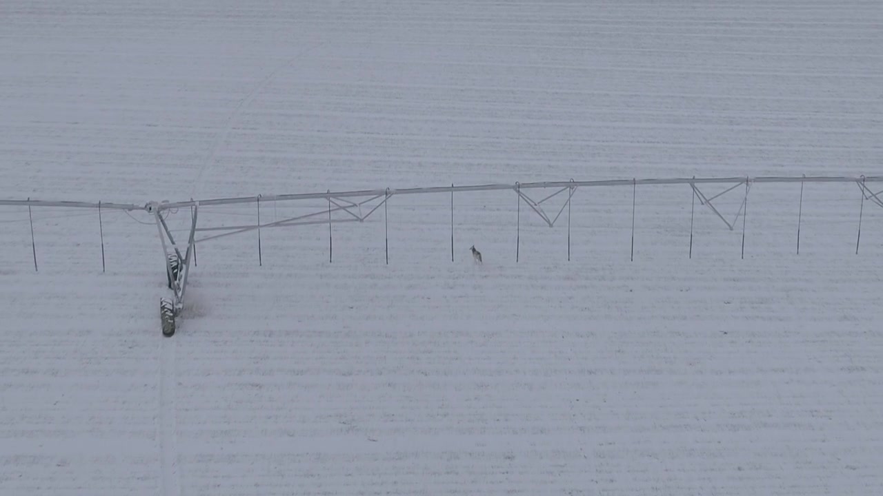 Coyote Running in Snow
