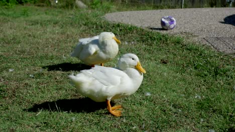 Dieses-Video-Zeigt-Zwei-Erwachsene-Weiße-Enten,-Die-Sich-Reinigen,-Während-Sie-Im-Gras-In-Der-Nähe-Eines-Parks-Stehen