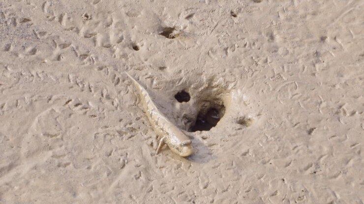 Handheld closeup of an ocean lizard near his hole house
