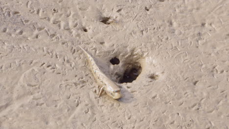 handheld closeup of an ocean lizard near his hole house