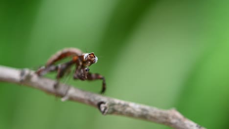 praying mantis parablepharis kuhlii standing on a branch and moving slightly