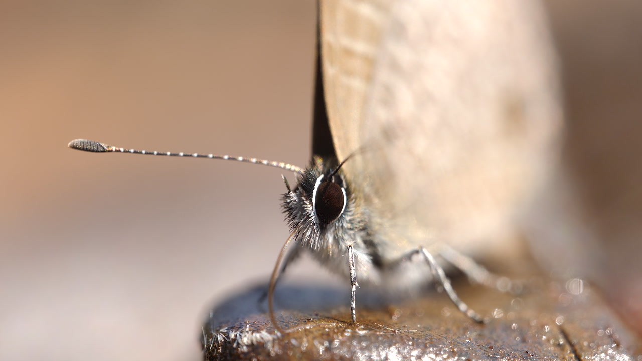 Detailed head of a blue butterfly sipping water, revealing eyes and extended proboscis. Mud Puddling