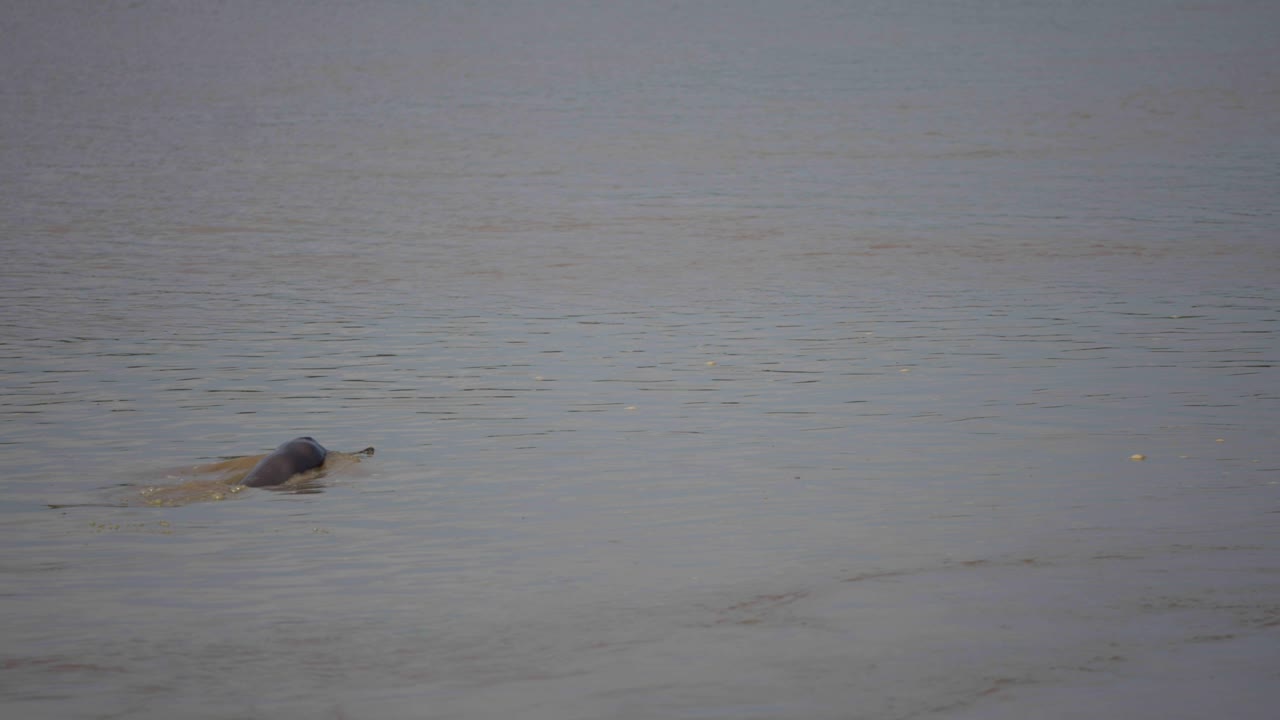 River Dolphin in the Karnali River of Nepal