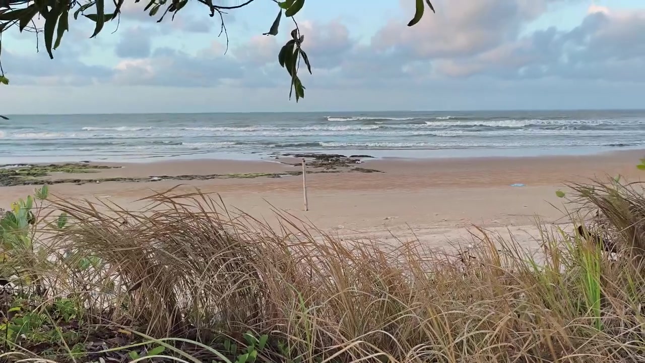 Scenic View of Tropical Beach with Waves and Coastal Vegetation
