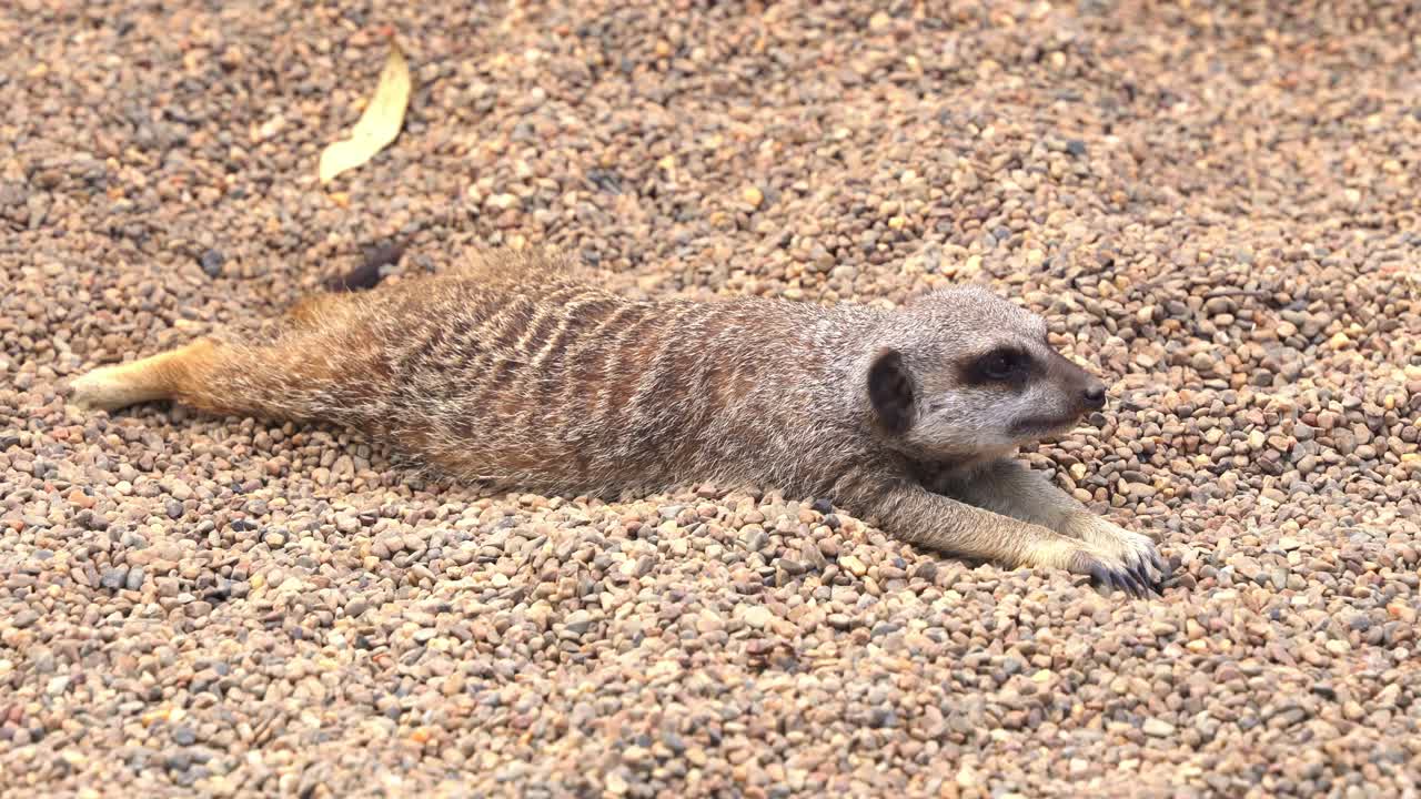 Suricato preguiçoso (Suricata suricatta) deitado de bruços no chão, tentando se refrescar do calor, close-up.
