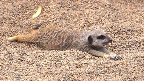 lazy meerkat, suricata suricatta laying flat stomach down on the ground, trying to cool off itself from the hot weather, close up shot