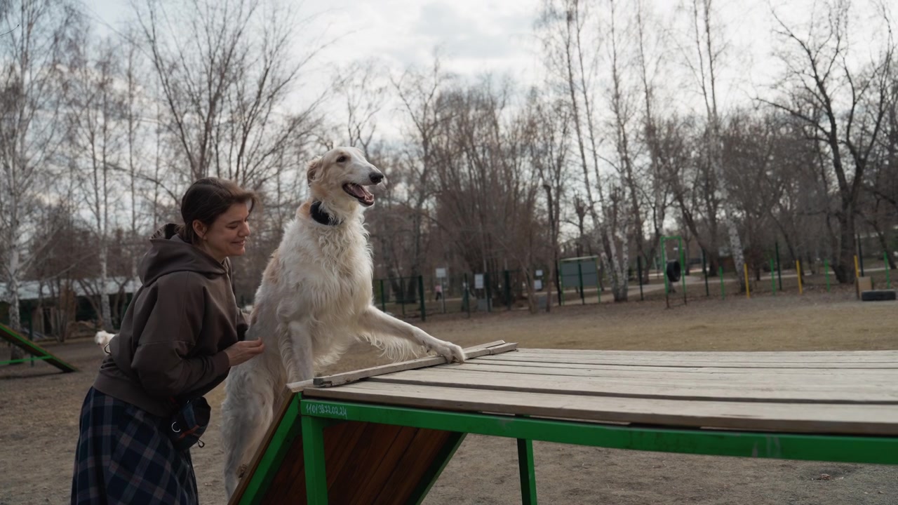 Donna guida un cane bianco su un ostacolo in un parco, ricompensandolo con dei bocconcini. La scena si svolge all'aperto su terreno sabbioso, vicino ad alberi e attrezzature da parco giochi, sotto luce naturale.