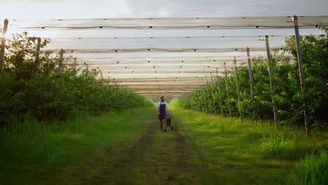 Smiling-farmer-inspecting-using-crate-agronomy-equipment-in-plantation-house