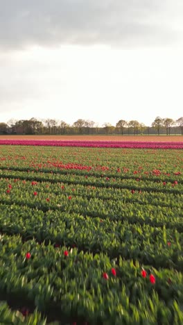 vibrant tulip fields in holland