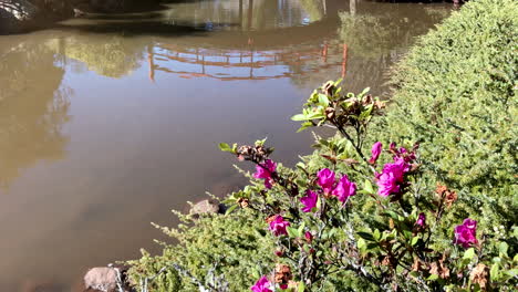 Reflection-of-red-bridge-in-pond-with-pink-flowers,-Ju-Raku-En-Japanese-Garden,-Toowoomba,-Australia