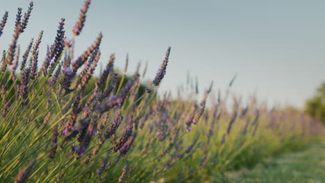 row of beautiful lavender bushes against blue sky