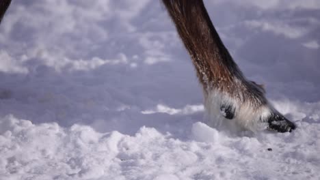 reindeer hooves walking in snow slomo closeup