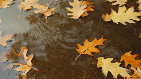 red oak  tree leaves falling in the puddle