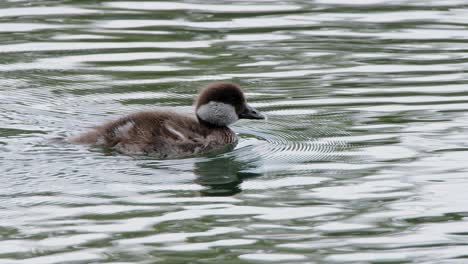 adorable fluffy little bufflehead duckling swims in wetland pond