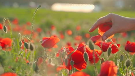 Scenic-landscape-view-of-Caucasian-female-hand-picking-vibrant-colorful-red-wild-poppy-petals-from-flower-field-on-sunny-day,-close-up