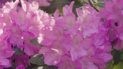 slow motion view of a rhodo in bloom, early spring