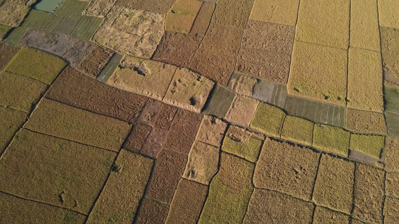 vista aérea cinematográfica de los campos de arroz, bangladesh