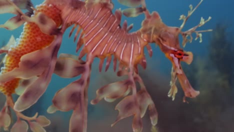 Leafy-Sea-Dragon-with-eggs-4k-slow-motion-South-Australia