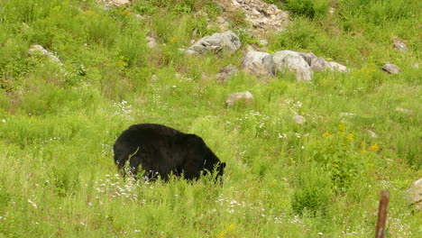 an american black bear walking along a grassy slope foraging for food