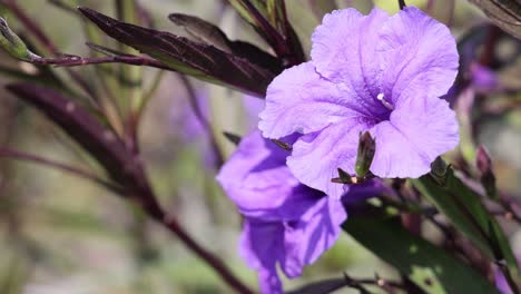 una flor púrpura se balancea sutilmente en el viento.