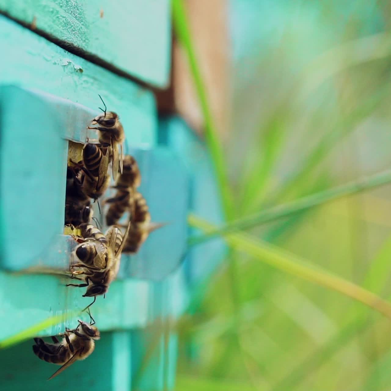 Selective focus on beehive entrance